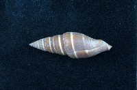 藏品(黑筆螺)的圖片